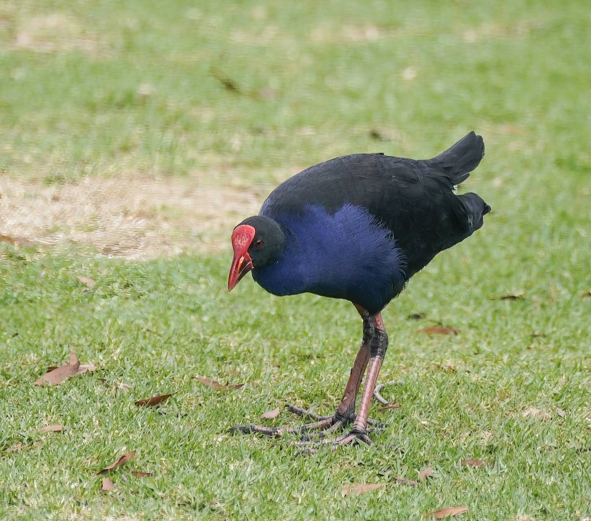 Australasian Swamphen - ML646780024