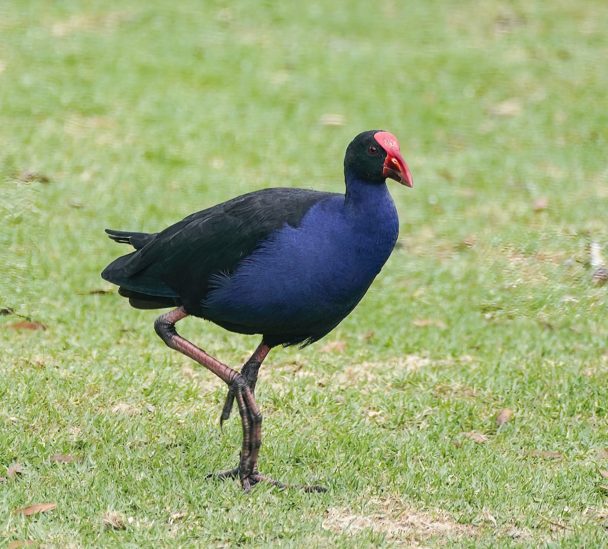 Australasian Swamphen - ML646780025