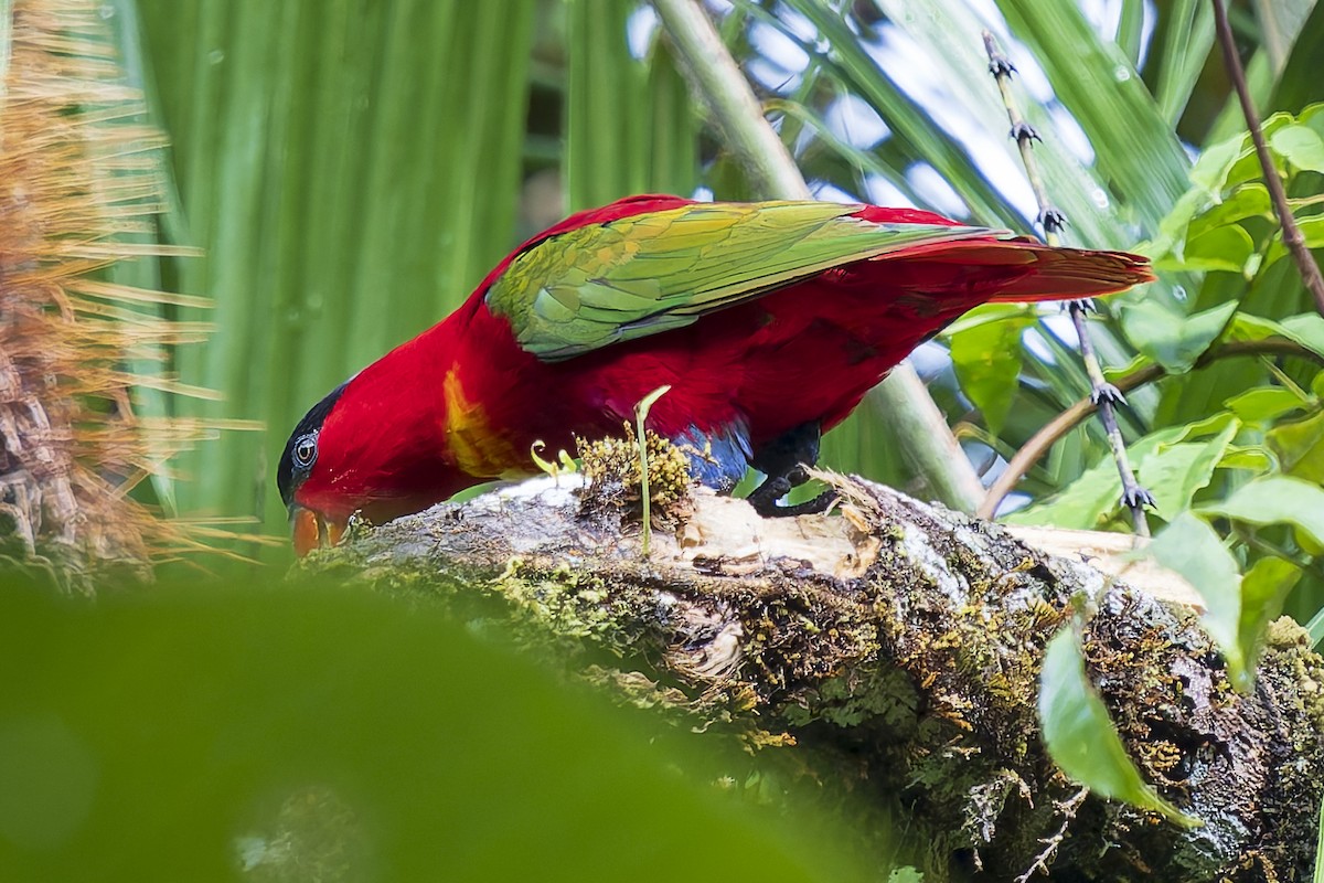 Purple-naped Lory - ML646780037