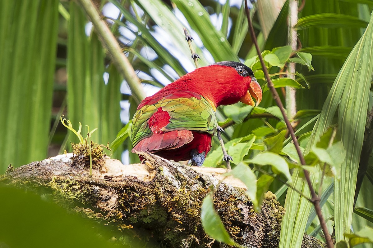 Purple-naped Lory - ML646780038