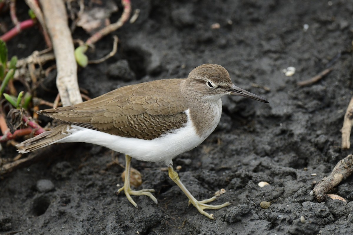 Common Sandpiper - ML646780039