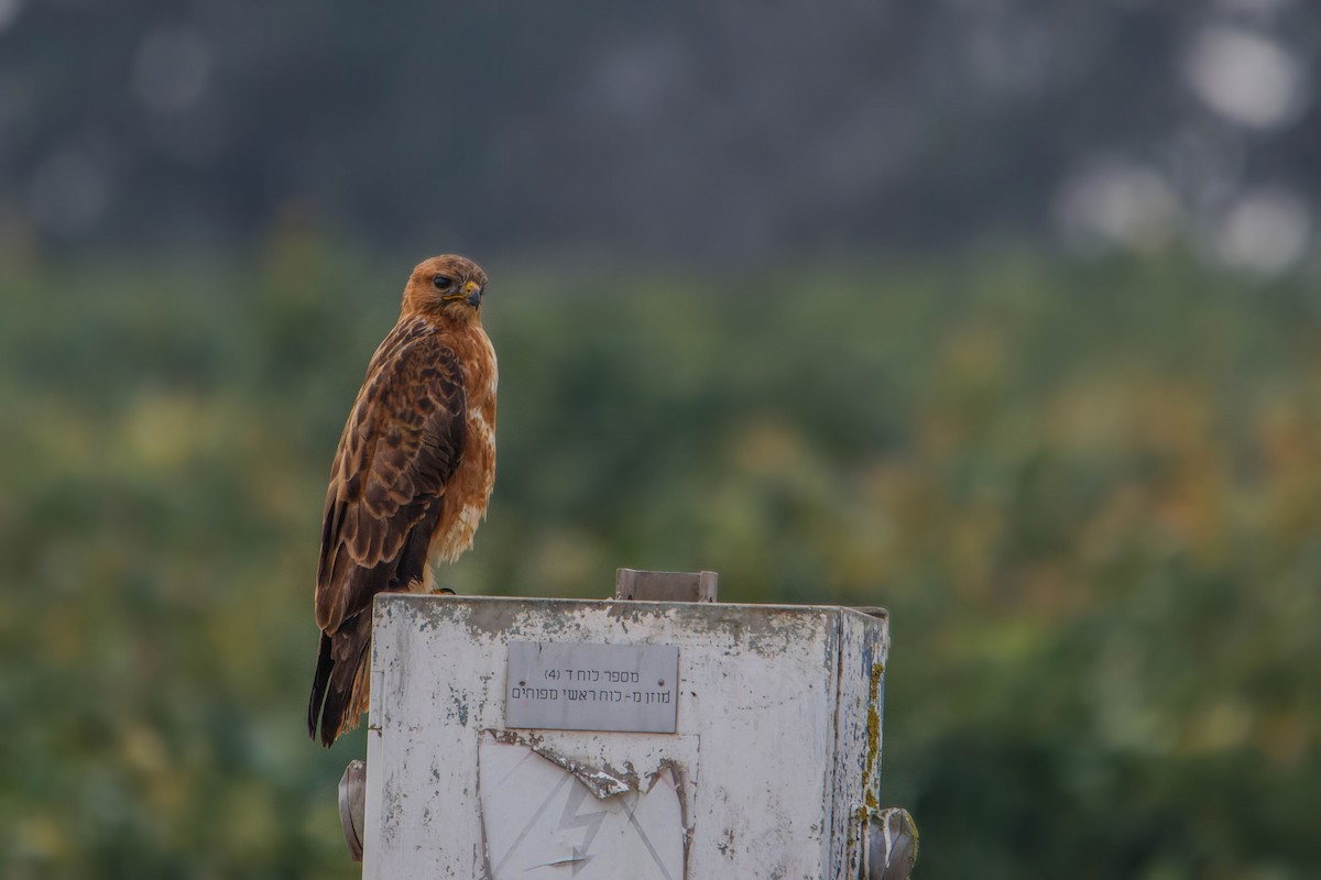 Kızıl Şahin - ML646780040