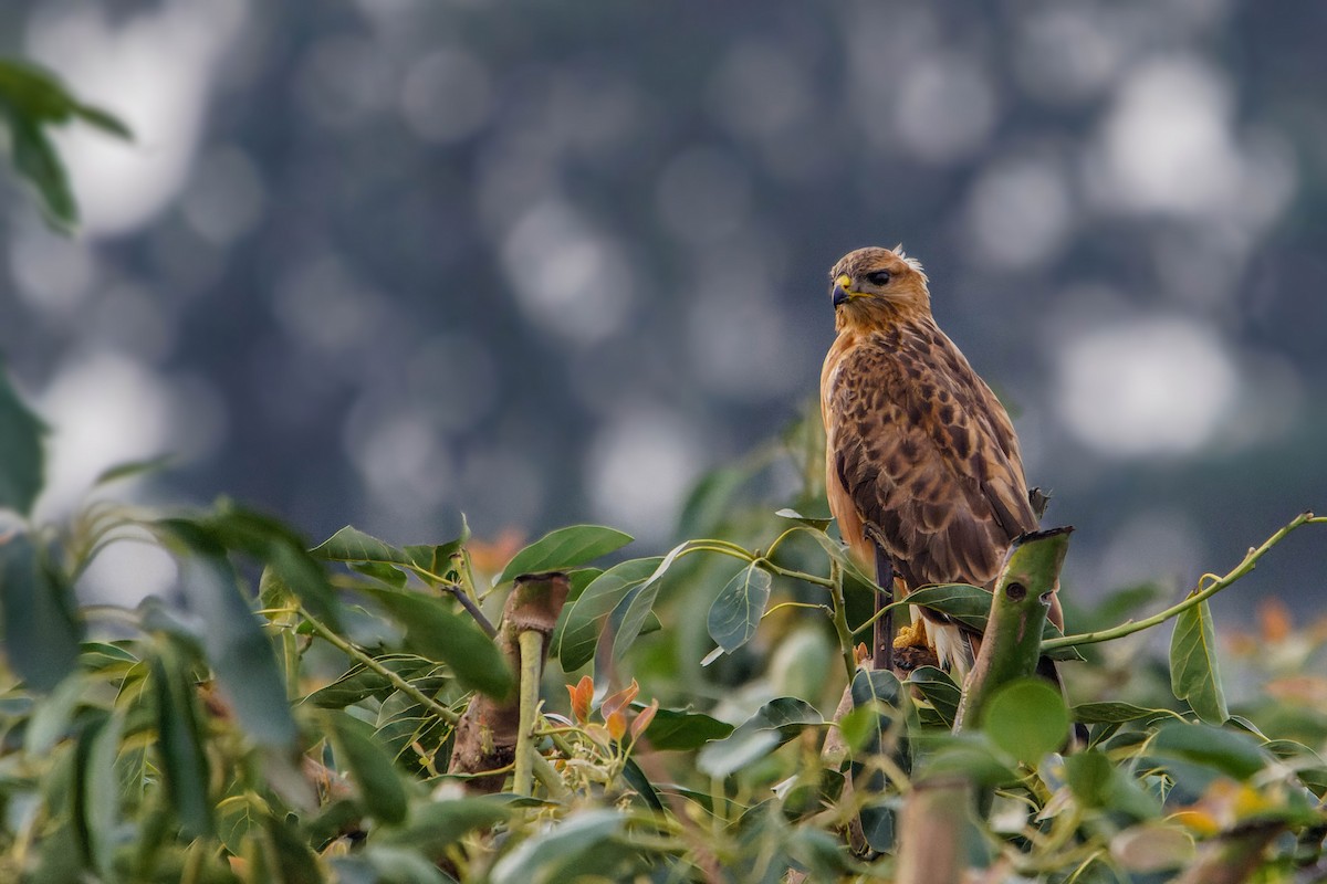 Kızıl Şahin - ML646780041