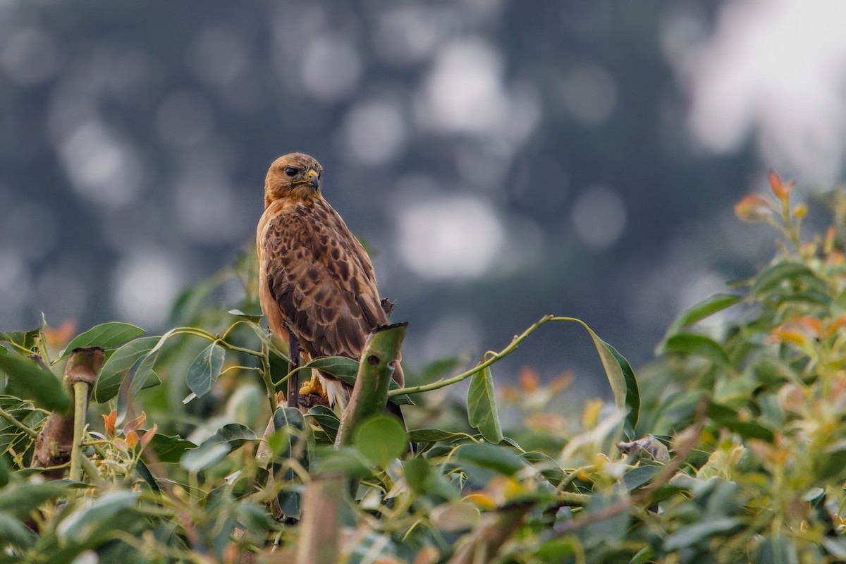 Kızıl Şahin - ML646780042