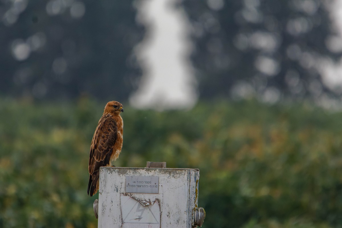 Kızıl Şahin - ML646780043