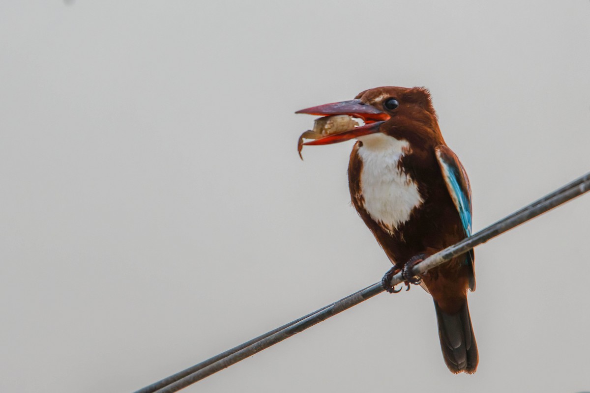 White-throated Kingfisher - ML646780045