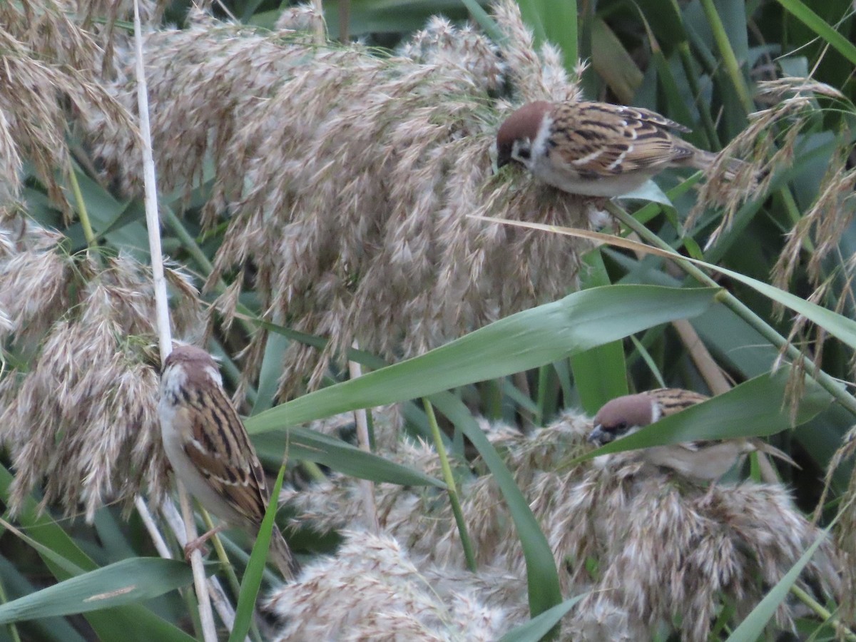 Eurasian Tree Sparrow - ML646780046