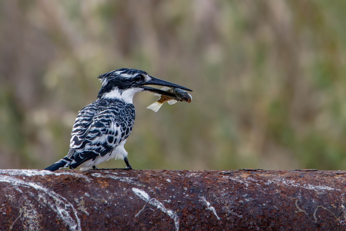 Pied Kingfisher - ML646780047