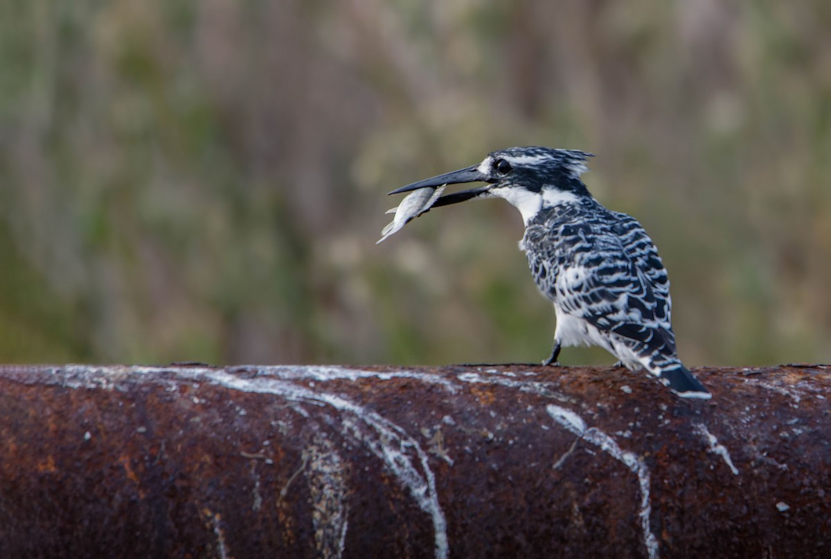 Pied Kingfisher - ML646780048