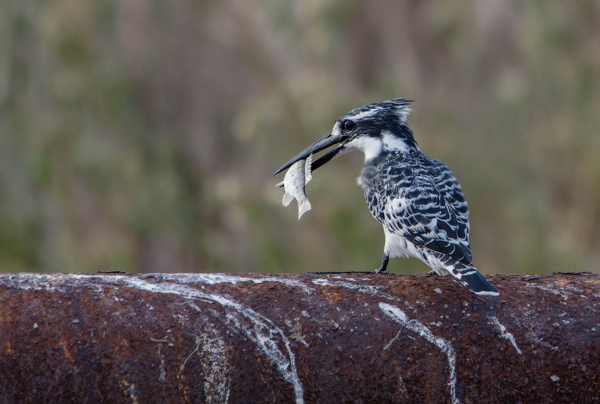 Pied Kingfisher - ML646780049