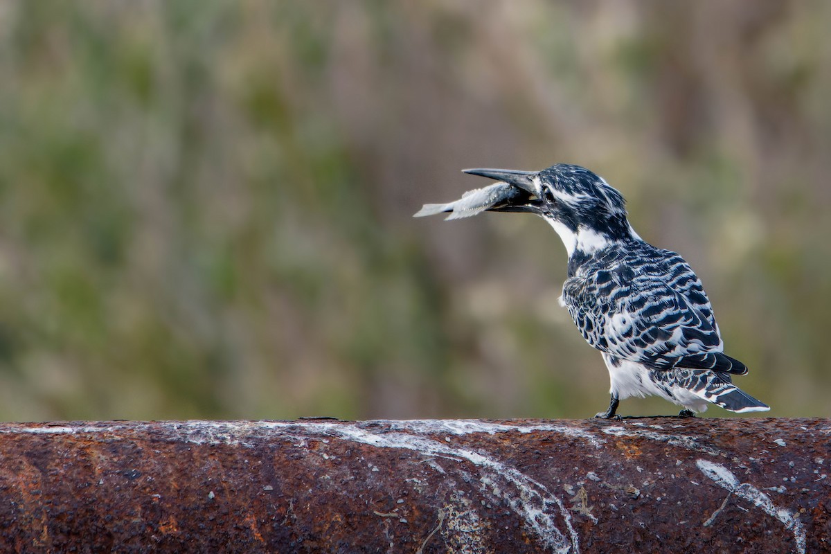 Pied Kingfisher - ML646780050
