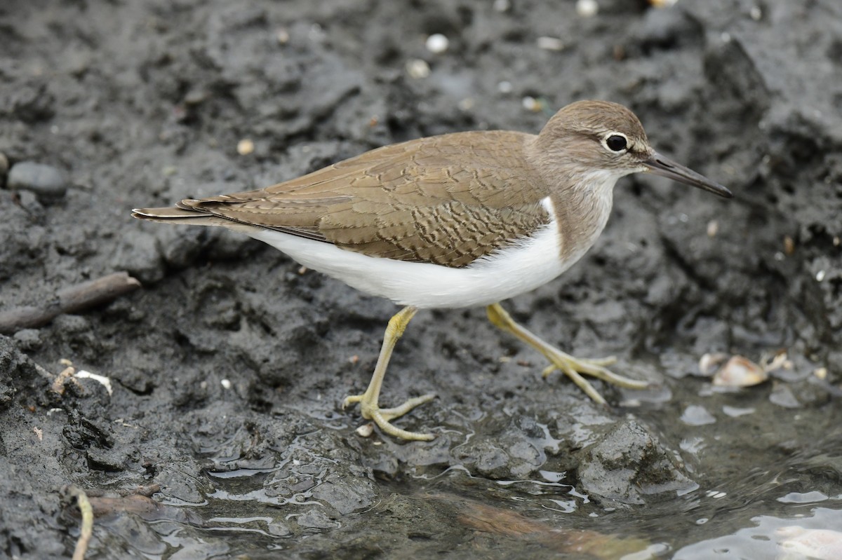 Common Sandpiper - ML646780051