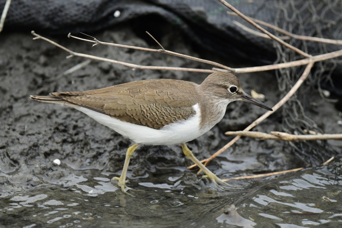 Common Sandpiper - ML646780052