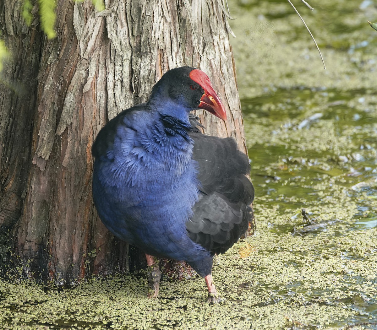 Australasian Swamphen - ML646780053