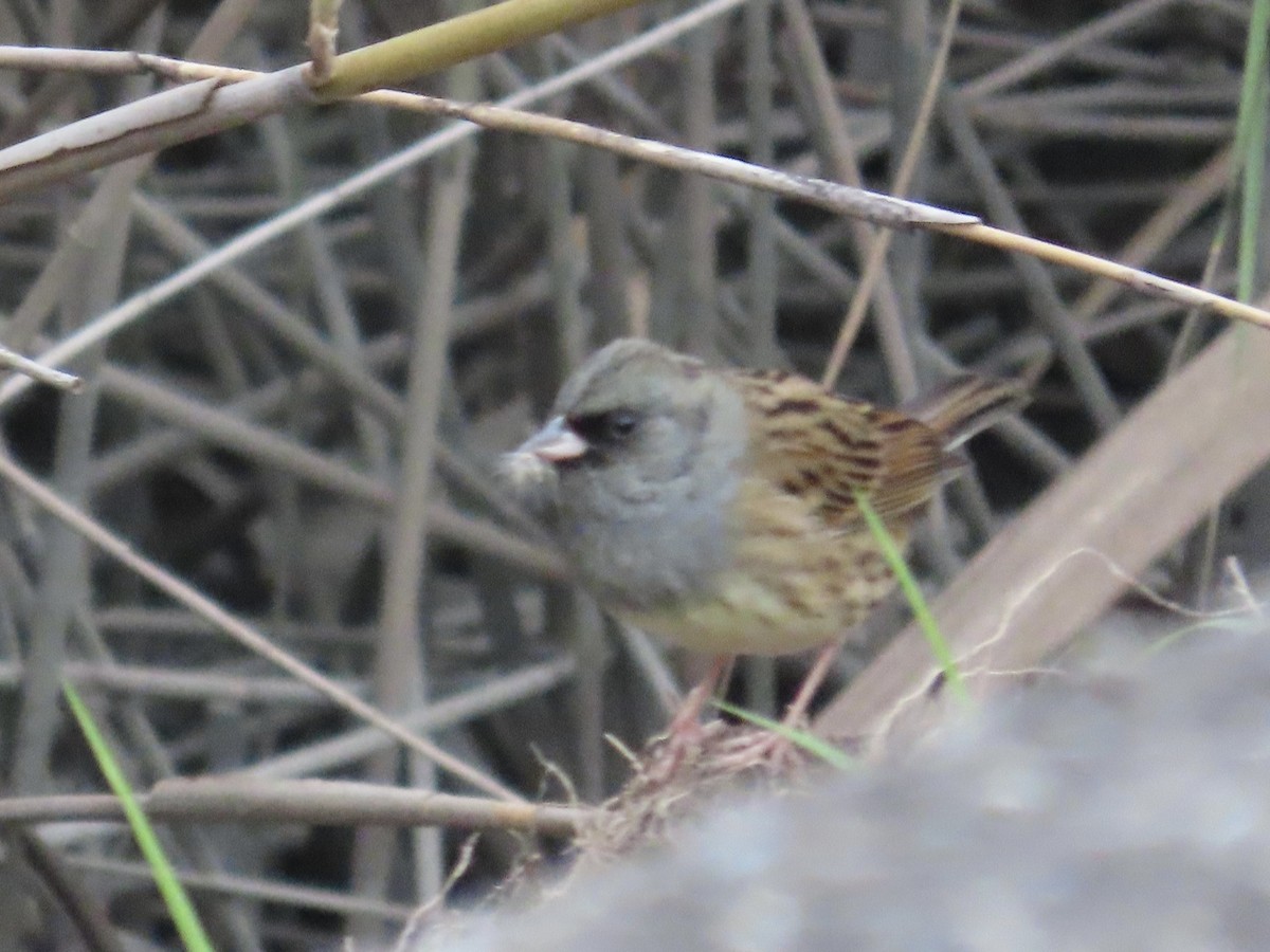 Black-faced Bunting - ML646780054