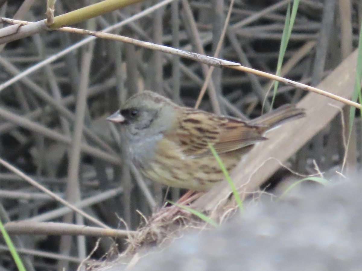 Black-faced Bunting - ML646780055