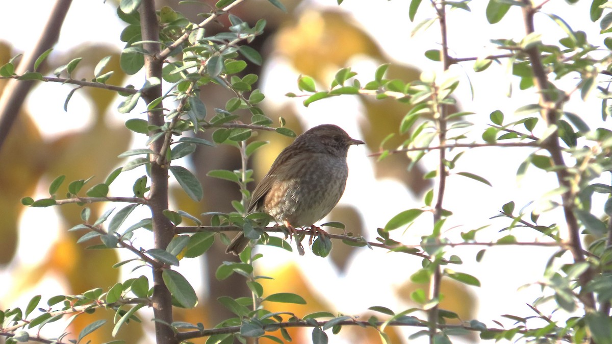 Dunnock - ML646780056