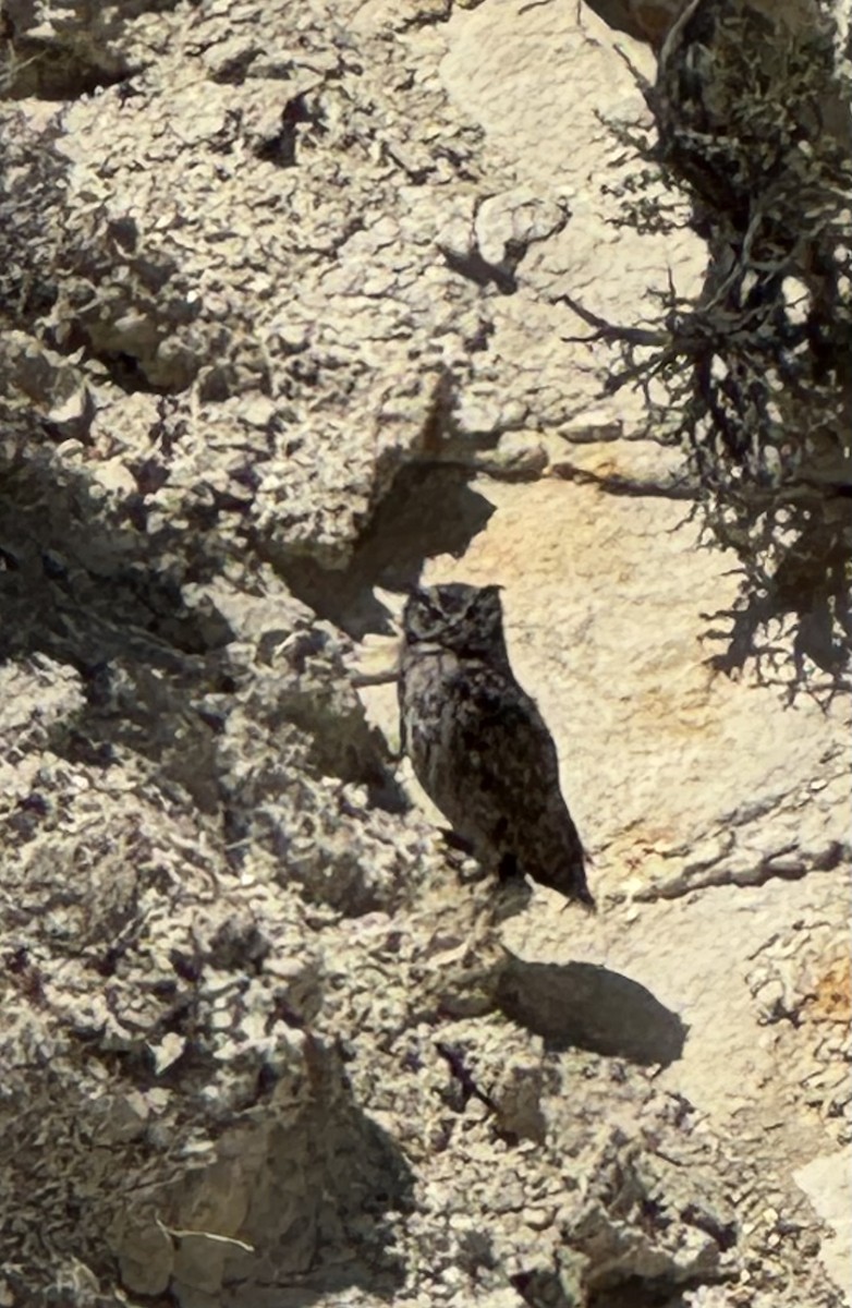 Lesser Horned Owl - ML646780057