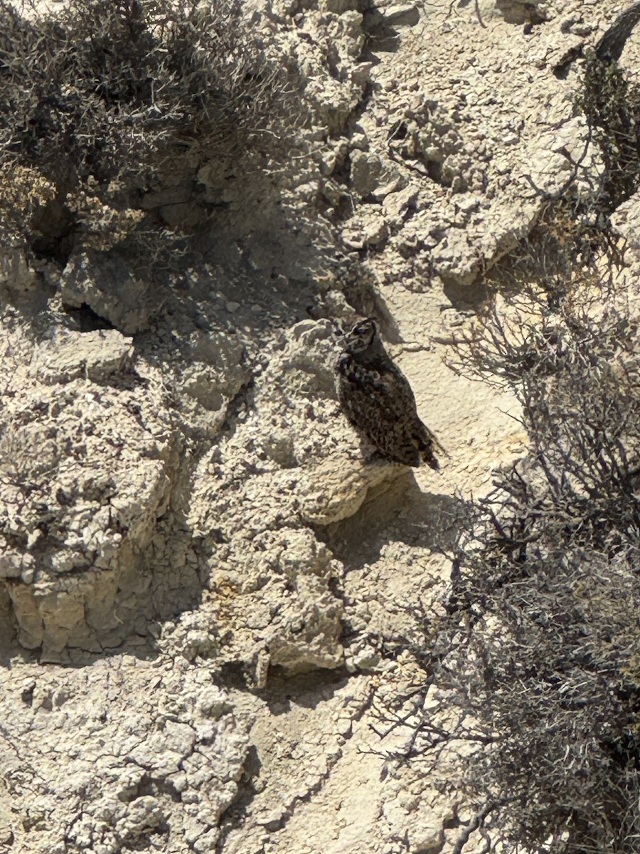 Lesser Horned Owl - ML646780058