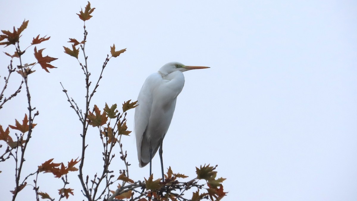 Great Egret - ML646780059