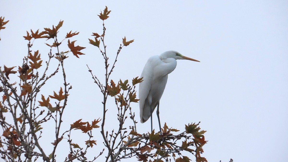 Great Egret - ML646780060