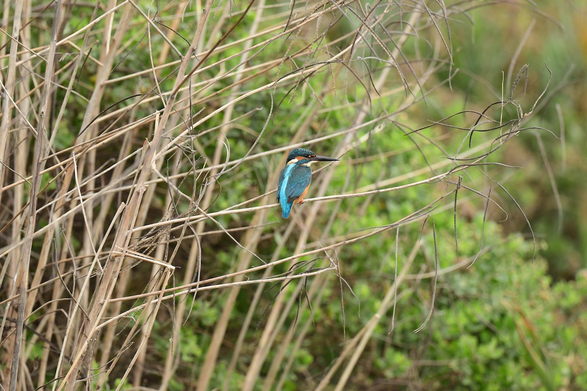 Common Kingfisher - ML646780061