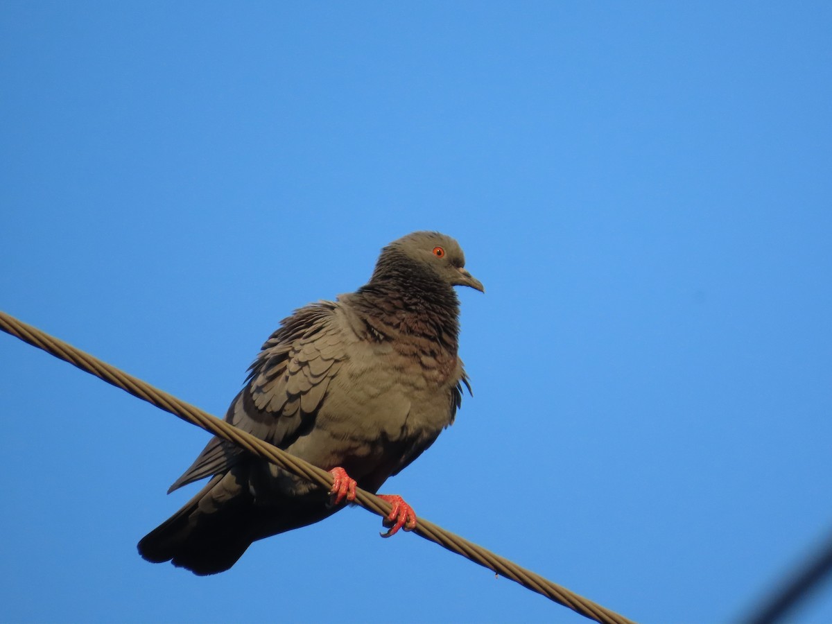 Rock Pigeon (Feral Pigeon) - ML646780062