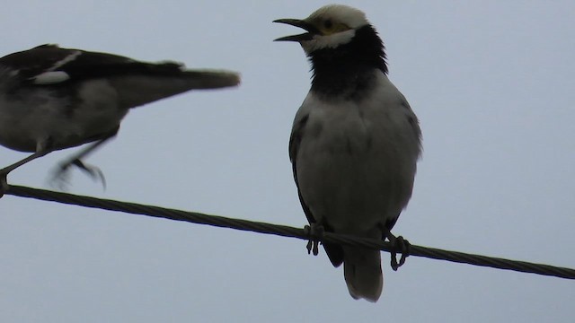 Черношейный скворец - ML646780063