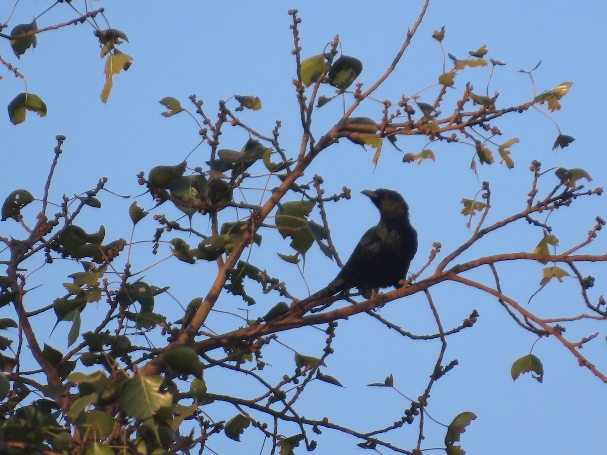 Asian Koel - ML646780064