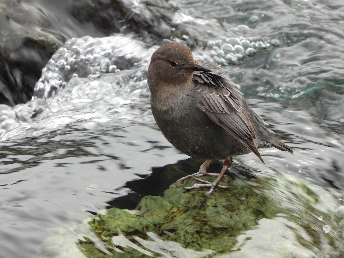 American Dipper - ML646780065