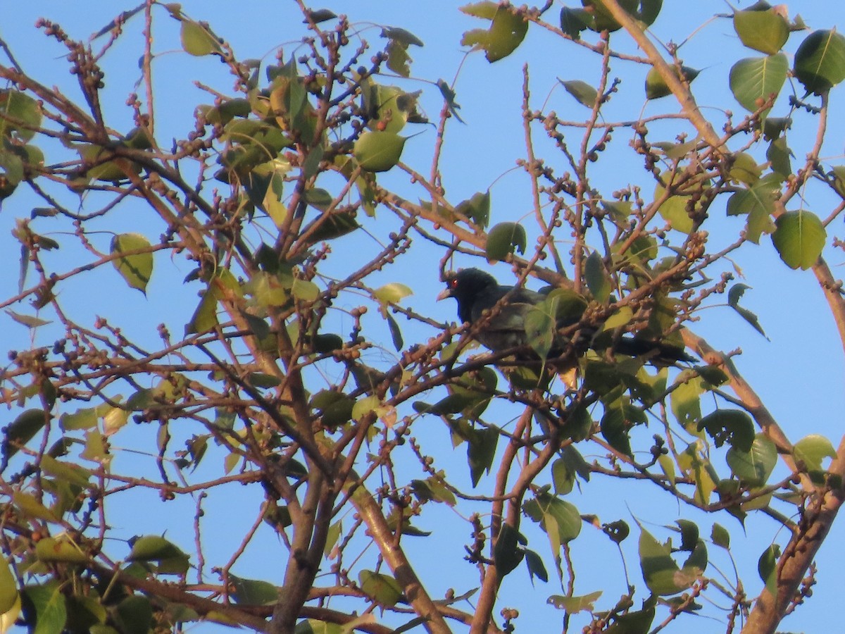 Asian Koel - ML646780066