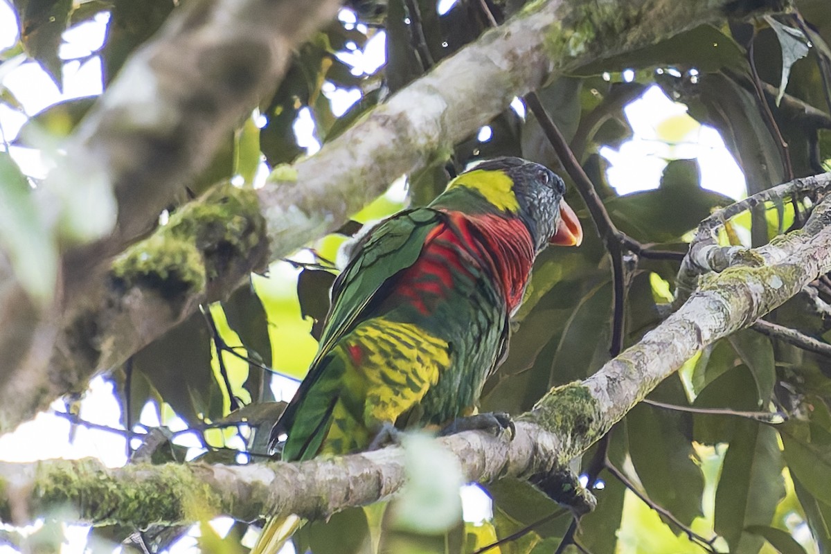Coconut Lorikeet - ML646780067