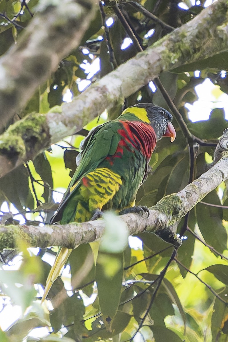 Coconut Lorikeet - ML646780068