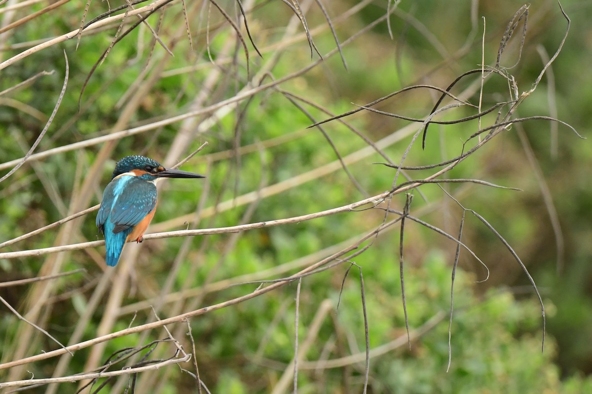 Common Kingfisher - ML646780069
