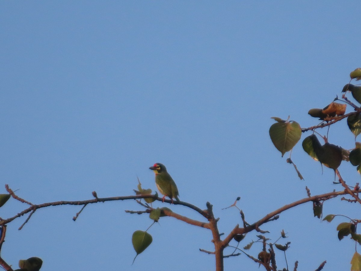 Coppersmith Barbet - ML646780071