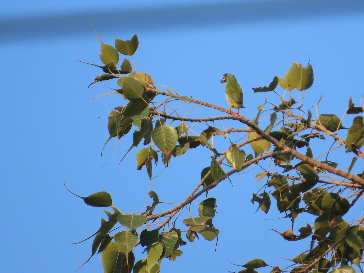 Coppersmith Barbet - ML646780072