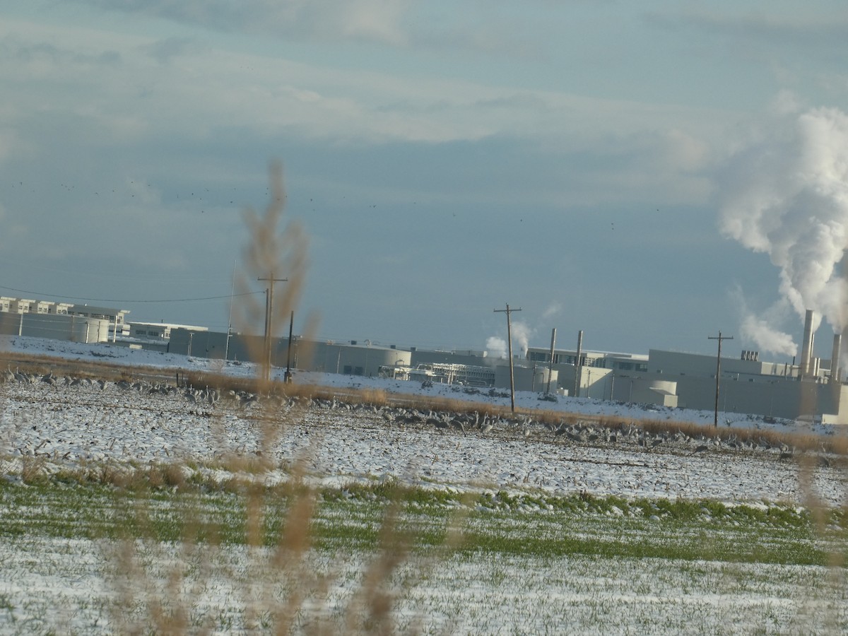 Sandhill Crane - ML646780073