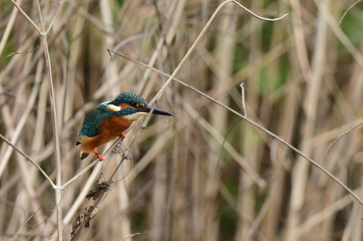 翠鳥 - ML646780075