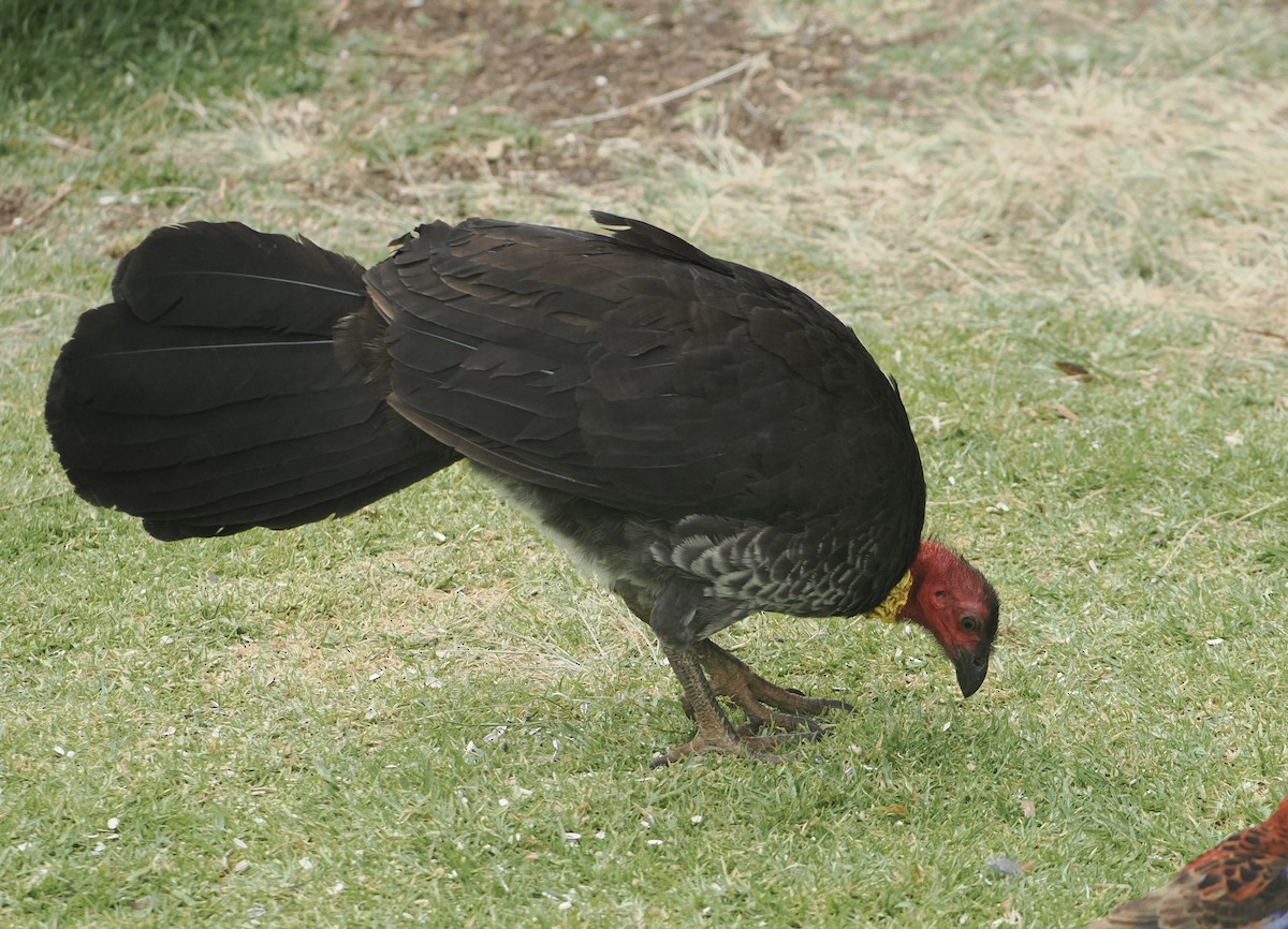 Australian Brushturkey - ML646780076