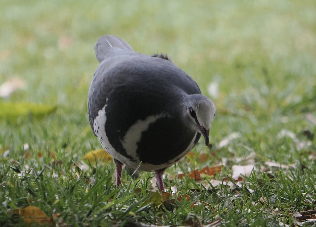 Wonga Pigeon - ML646780077