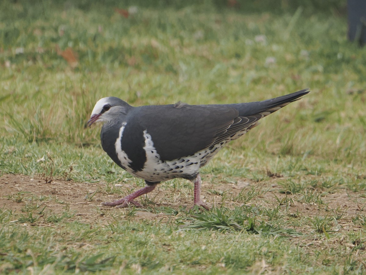 Wonga Pigeon - ML646780078