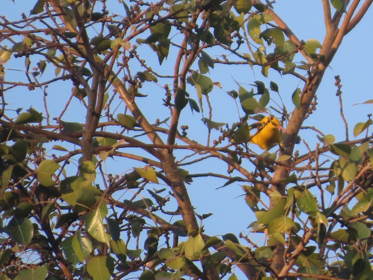 Indian Golden Oriole - ML646780079
