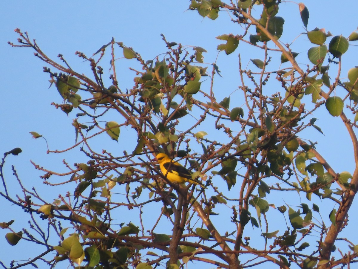 Indian Golden Oriole - ML646780080