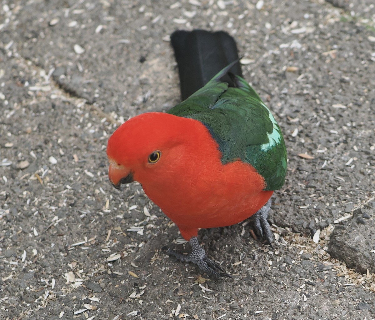Australian King-Parrot - ML646780081
