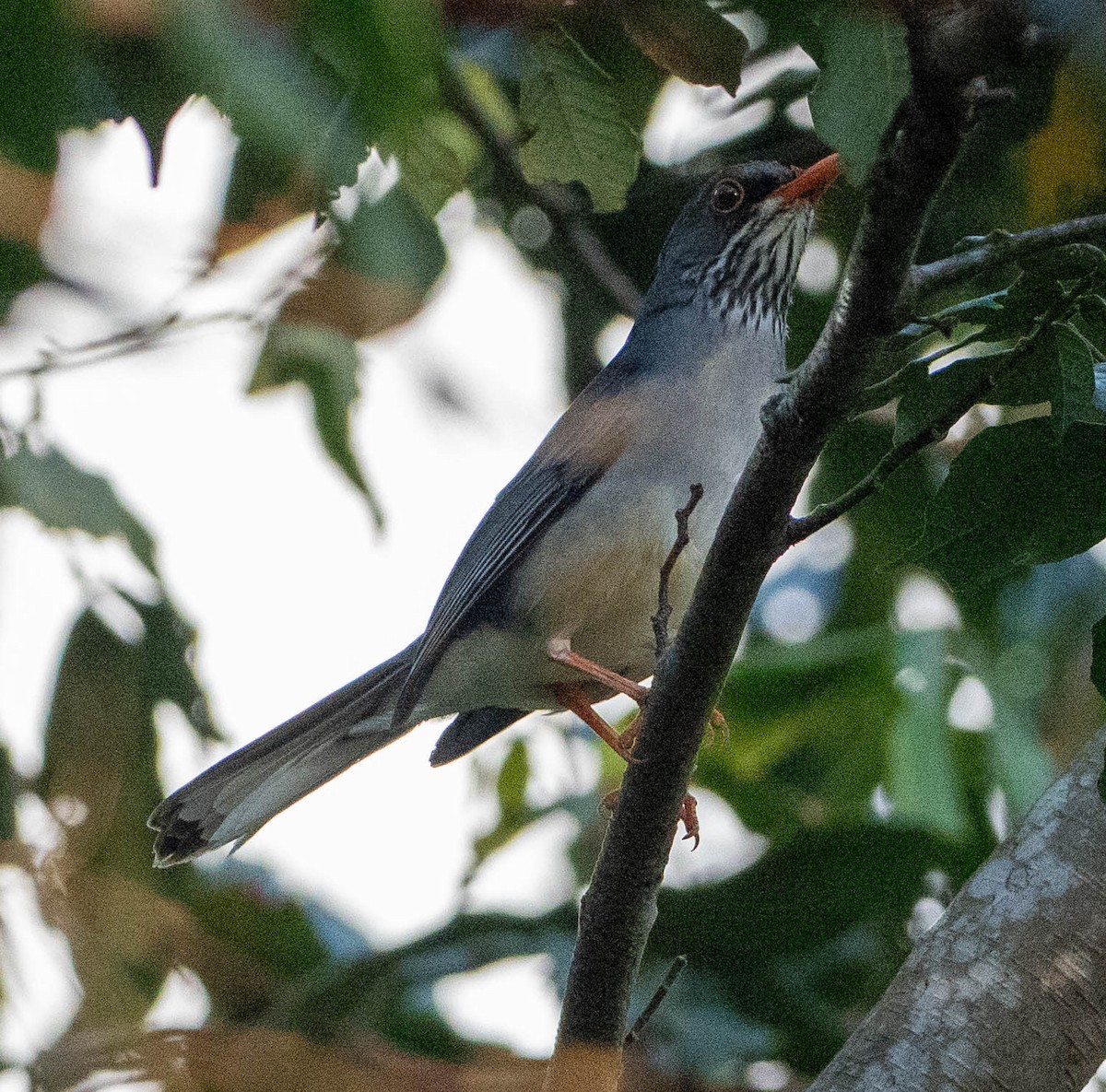 Eastern Red-legged Thrush - ML646780082