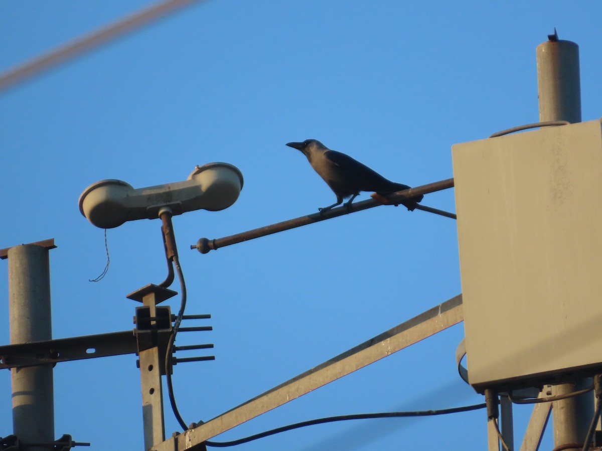 家烏鴉 - ML646780084