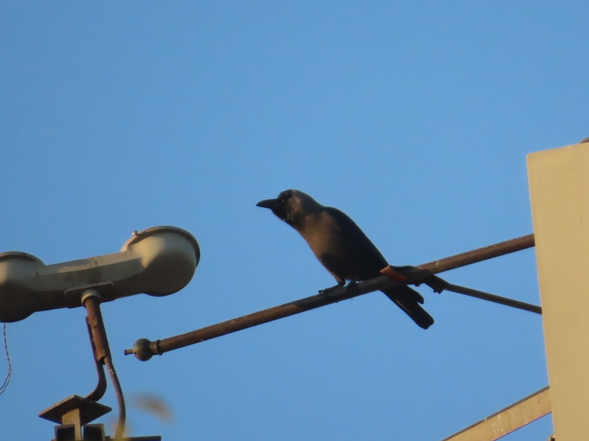 家烏鴉 - ML646780085