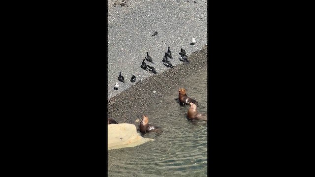 Magellanic Cormorant - ML646780086