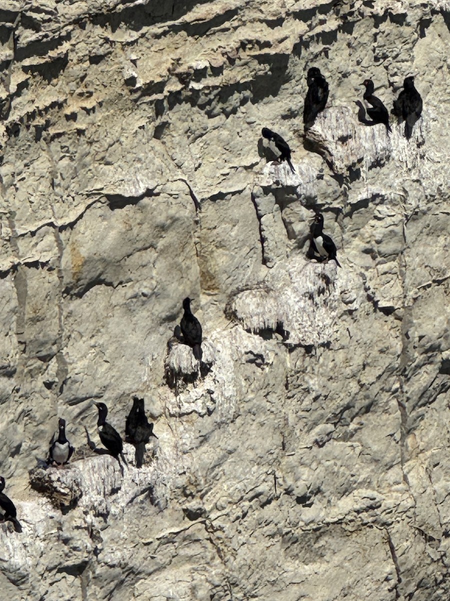 Magellanic Cormorant - ML646780087