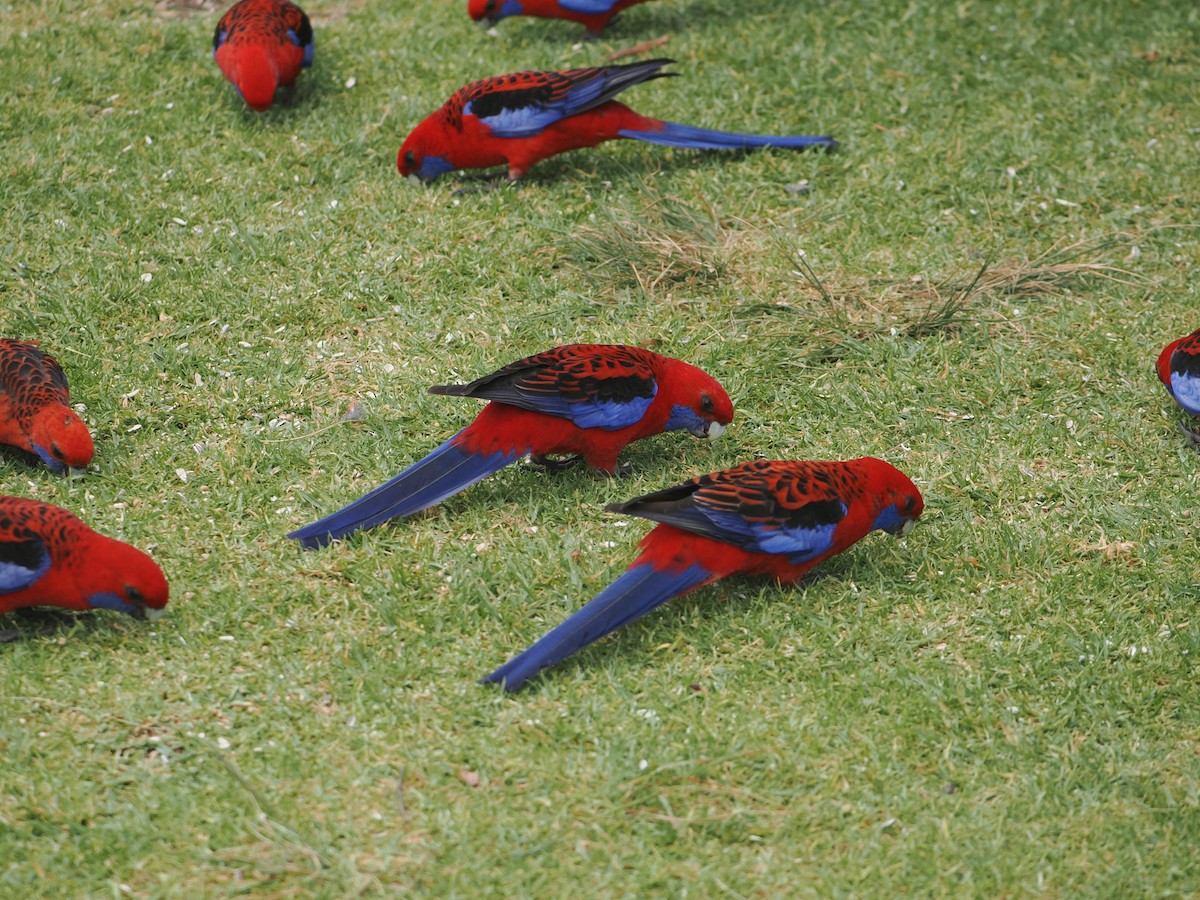 Crimson Rosella - ML646780088